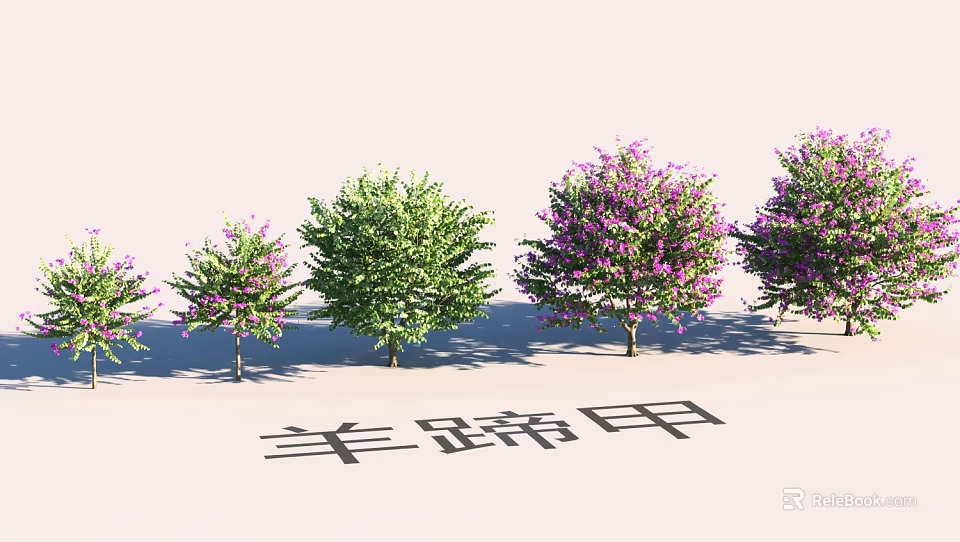 Garden Landscape Design With Green And Purple Flowering Bauhinia Trees 3d model 
