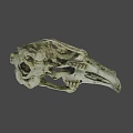 Detailed Animal Skull Skeleton With Natural Bone Texture And Hollow Eye Sockets