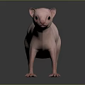Pink Hairless Naked Mole Rat Standing On Dark Reflective Surface