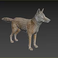 Realistic Brown And White Wolf Model Standing In Natural Lifelike Pose