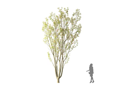 Tall Arbor With Lush Green Foliage Beside Human Silhouette In Natural Scene 3d model