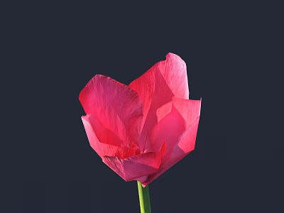 Vibrant Red Poppy Flower With Green Stem Against Dark Background Blooming Beautifully 3d model