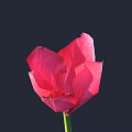 Vibrant Red Poppy Flower With Green Stem Against Dark Background Blooming Beautifully