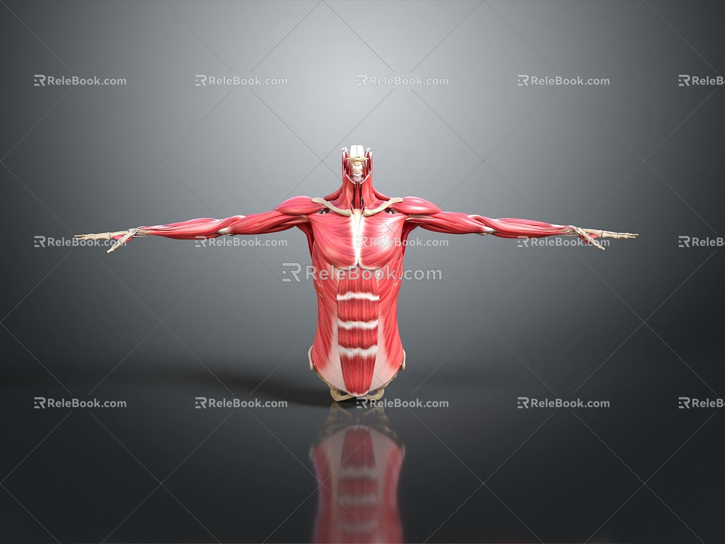 Muscle Human Muscle Human Muscle Muscle Human Muscle Tissue Human Body Organ model