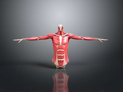 Detailed Human Body Muscle Anatomical Model Medical Device Showing Structure For Medical Education 3d model