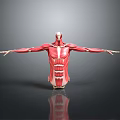 Detailed Human Body Muscle Anatomical Model Medical Device Showing Structure For Medical Education