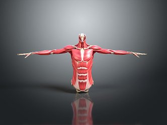 Muscle Human Muscle Human Muscle Human Muscle Tissue Human Body Organ 3d model