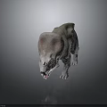 Baby Dinosaur with Large Frill Small Horns Open Mouth Gray Skin on Dark Reflective Surface