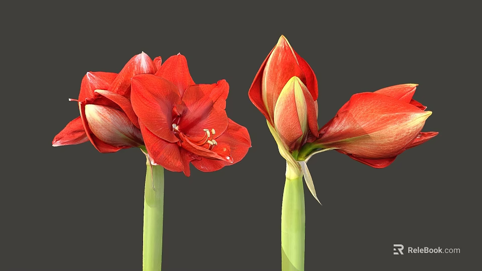 Vibrant Red Amaryllis Flowers With Blooming And Bud Stems On Gray Background 3d model 