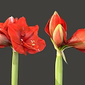 Vibrant Red Amaryllis Flowers With Blooming And Bud Stems On Gray Background