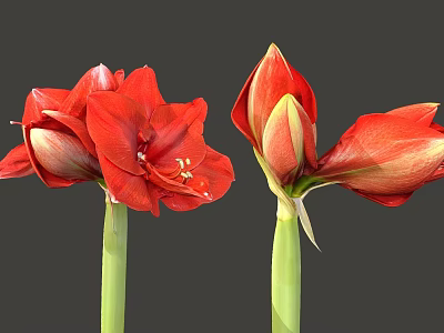 Vibrant Red Amaryllis Flowers With Blooming And Bud Stems On Gray Background 3d model