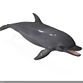 Gray Dolphin With Open Mouth And Shiny Surface On White Background 3d model