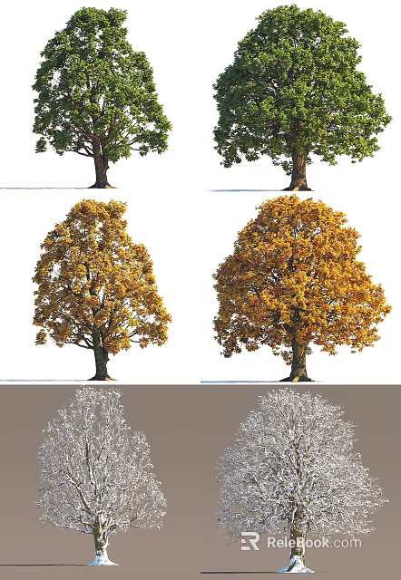 Lush Arbor Trees Showcasing Seasonal Foliage Transitions From Green To Gold And Snowy White 3d model 
