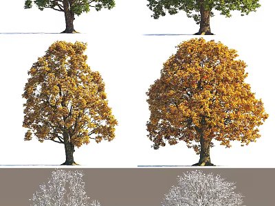 Lush Arbor Trees Showcasing Seasonal Foliage Transitions From Green To Gold And Snowy White 3d model