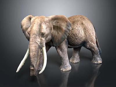 Detailed Elephant With Large Ears And Ivory Tusks Standing On Dark Background 3d model