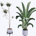 indoor potted plant 3d model