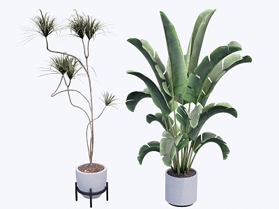 indoor potted plant 3d model