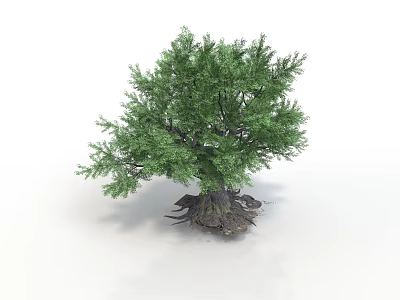 Lush Green Tree With Dense Foliage And Exposed Roots On White Background 3d model