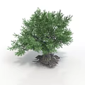 Lush Green Tree With Dense Foliage And Exposed Roots On White Background 3d model
