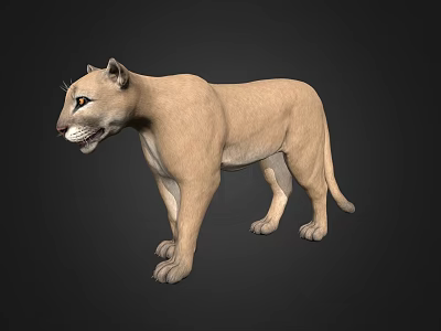 Standing Puma 3D Render With Light Brown Fur On Dark Background 3d model