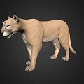 Standing Puma 3D Render With Light Brown Fur On Dark Background 3d model