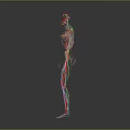 3D Human Body Model Displaying Internal Organs Hair Structure Blood Vessels And Skeleton