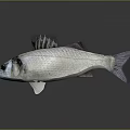 Silver Fish With Fins And Tail On Dark Background With Reflection 3d model