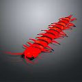 Red Centipede With Black Stripes And Multiple Legs On Dark Background