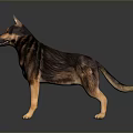 German Shepherd Dog With Brown And Black Coat Standing On Dark Reflective Surface