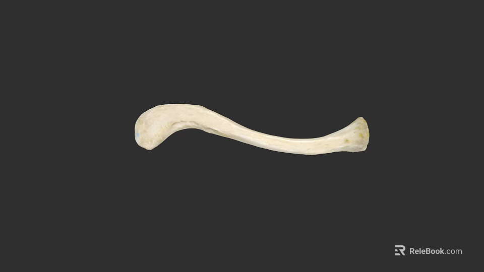 Human Chest Bone White Curved Anatomical Structure For Medical Education 3d model 