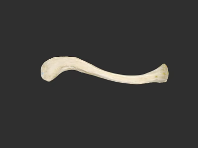 Human Chest Bone White Curved Anatomical Structure For Medical Education 3d model