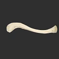Human Chest Bone White Curved Anatomical Structure For Medical Education
