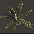 Potted Plant With Green And Yellow Striped Leaves In White Pot On Saucer