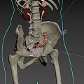 Pelvic Organs 3D Medical Anatomy Illustration Showing Bladder Rectum And Ligaments
