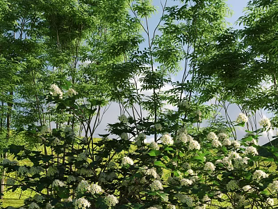 Beautiful Shrubs With White Flowers And Lush Green Leaves In Garden 3d model