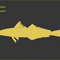 Golden White Fish With Black Fins Isolated On Gray Background With Reflection
