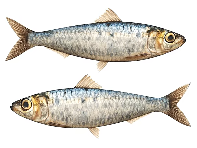 Two Silver Aquatic Fish With Shiny Scales Yellow Eyes and Streamlined Body 3d model