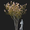 Tall Pink Flowering Tree With Green Leaves And White Statue Holding Item Against Black Background