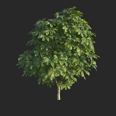 Shrub With Lush Green Leaves For Healthy Garden Landscape Design 3d model