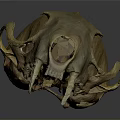 Detailed Animal Skull Skeleton Showing Biological Organ Structure And Features