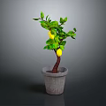 Vibrant Lemon Tree with Green Leaves and Yellow Lemons in Gray Pot