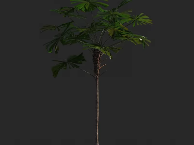 Tall Arbor With Lush Green Leaves And Slender Brown Trunk In Natural Growth 3d model