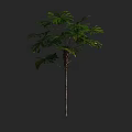 Tall Arbor With Lush Green Leaves And Slender Brown Trunk In Natural Growth