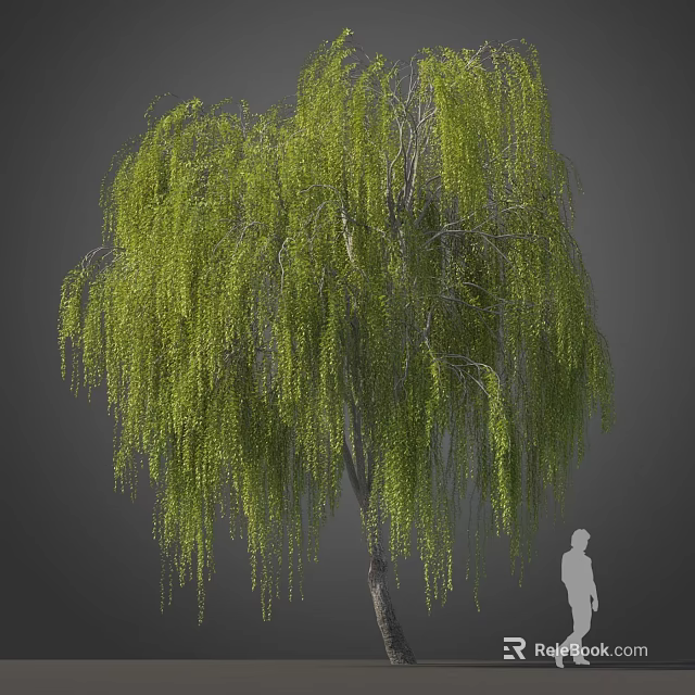 Weeping Willow Tree with Green Pendant Branches and Human Silhouette Against Gray Background 3d model 