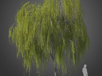 Weeping Willow Tree with Green Pendant Branches and Human Silhouette Against Gray Background 3d model