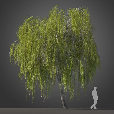 Modern Willow 3d model