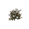Lush Dense Yellow Flower Plant With Green Leaves On Dark Background