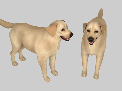 Two Yellow Reptiles Standing On Gray Background Looking At Each Other 3d model