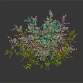 Green Lush Plant With Abundant Green Leaves And Small Yellow Flowers On Dark Background