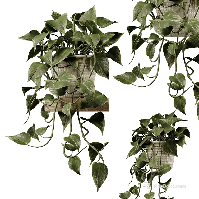 Lush Indoor Potted Plants with Trailing Vines in Wicker Pots on Wooden Shelf 3d model 